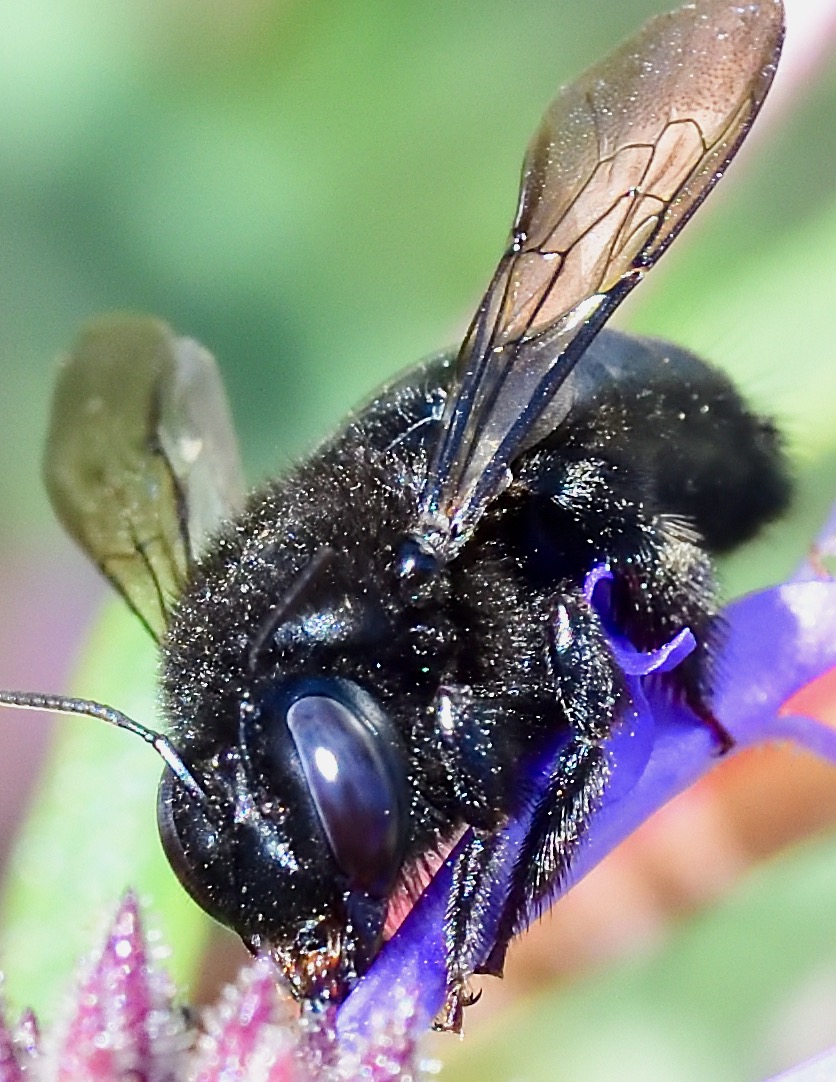 Carpenter bee (Xylocopa spp.)